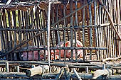 Tonle Sap - Kampong Phluk floating village - stilted houses